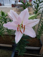 [4423 PO22 Bassino No01.JPG]